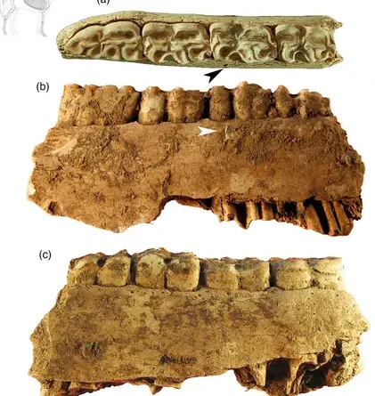 garma mandibula