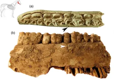 garma mandibula