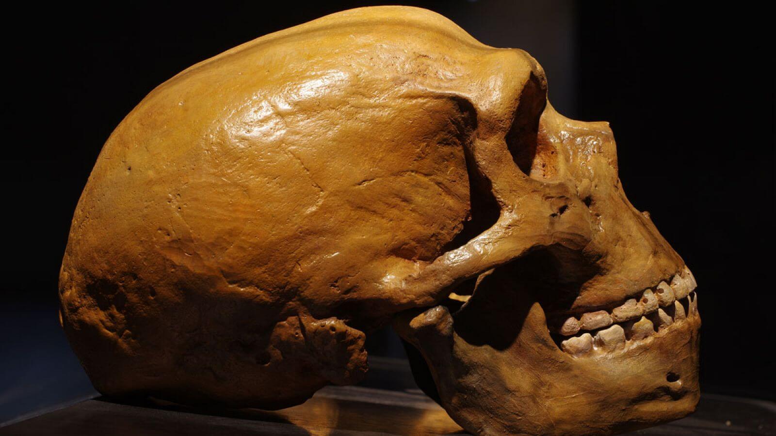 ¿Por qué se extinguieron los neandertales?