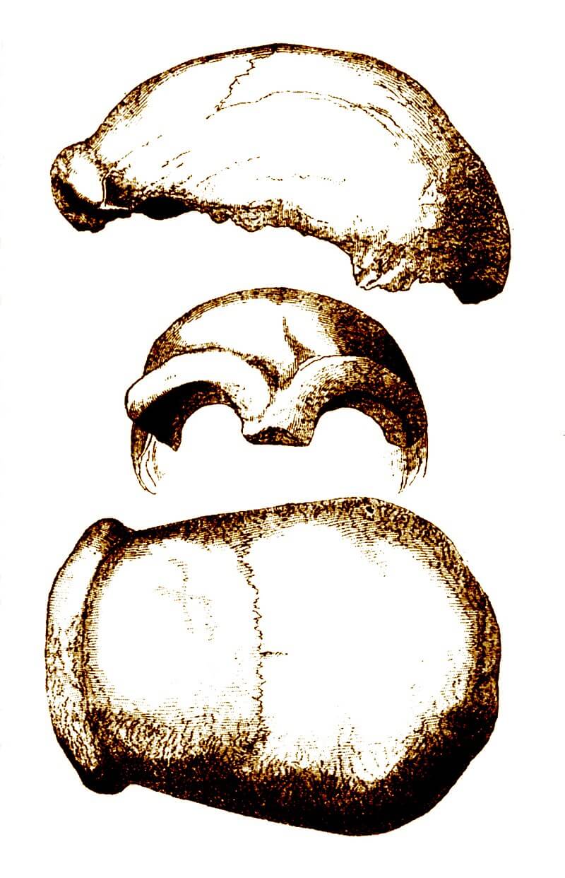 ¿Por qué se extinguieron los neandertales?
