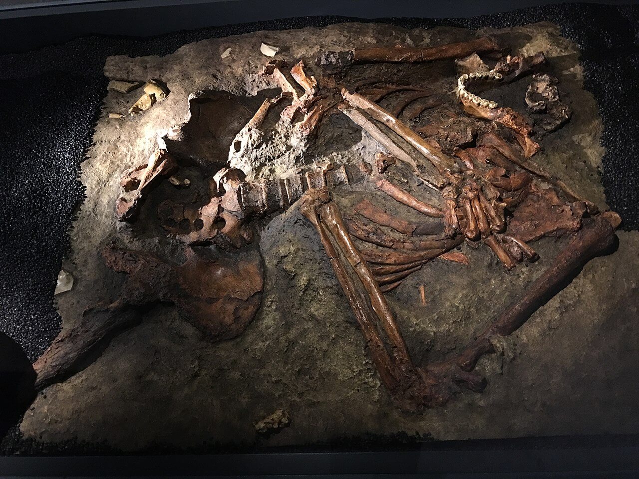 ¿Por qué se extinguieron los neandertales?