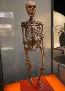 ¿Por qué se extinguieron los neandertales?